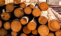 Large choix de bois